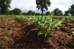 Discover What We Do For The Planet And Our Communities