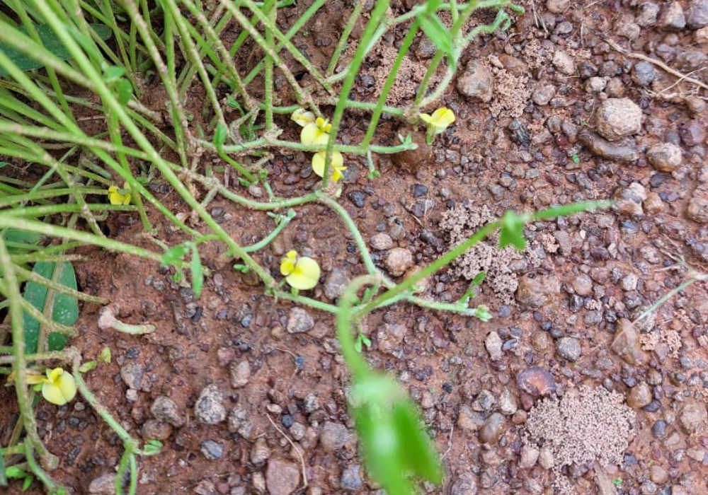 BamNut Season 1, Episode 2: Shhh, they’re flowering