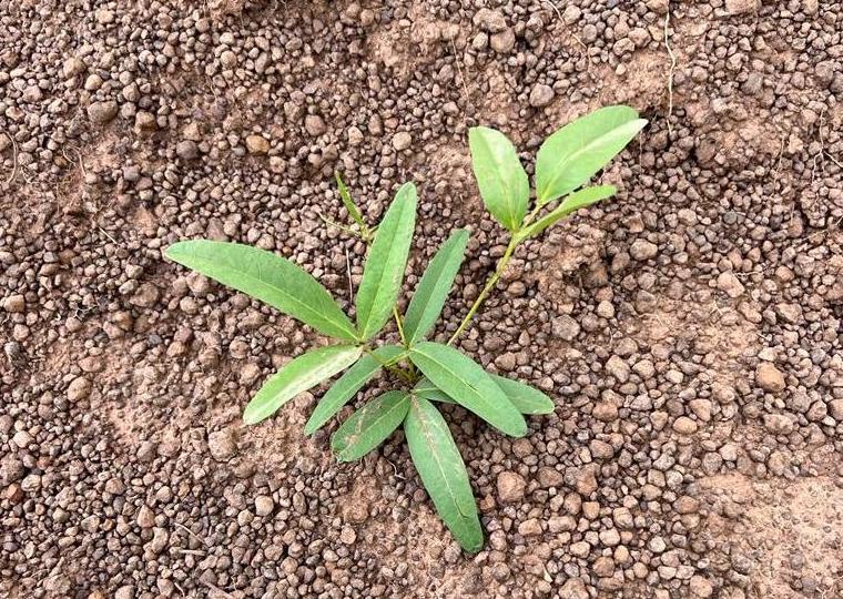 Maligunaa and Zisungnaa. Learn more about these two Ghanaian words and why they are so special to us!